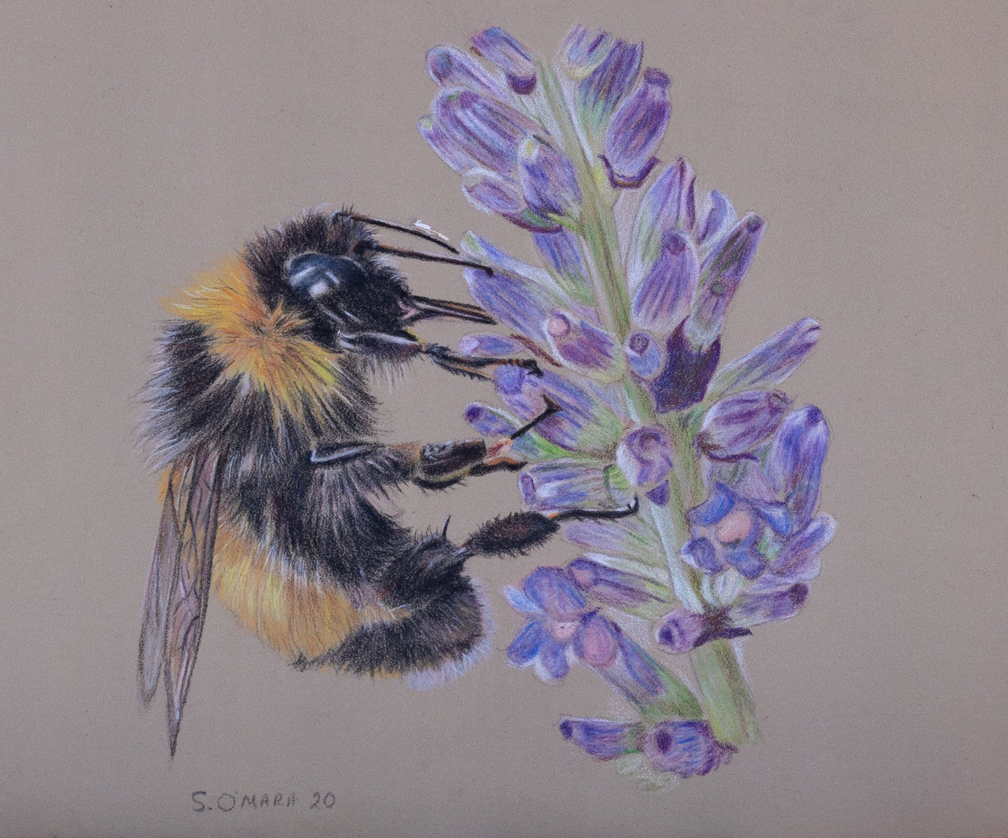 An original coloured pencil drawing of a Bumble Bee on lavender SOLD