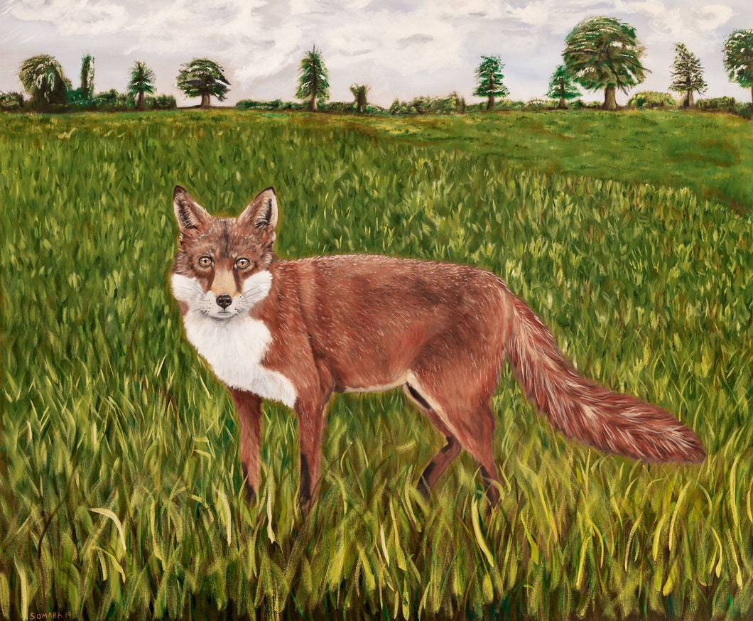 Fox in Field an Original Oil Painting