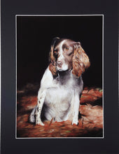 Load image into Gallery viewer, Spaniel Art Print &#39;Star&#39; - Limited Edition Giclee
