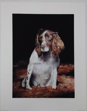Load image into Gallery viewer, Spaniel Art Print &#39;Star&#39; - Limited Edition Giclee
