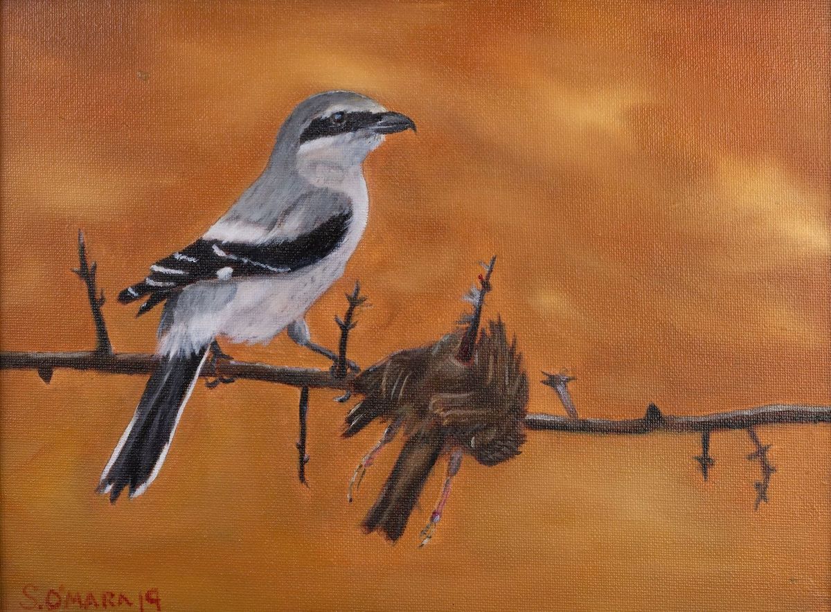 An original oil painting of a Shrike and his lunch