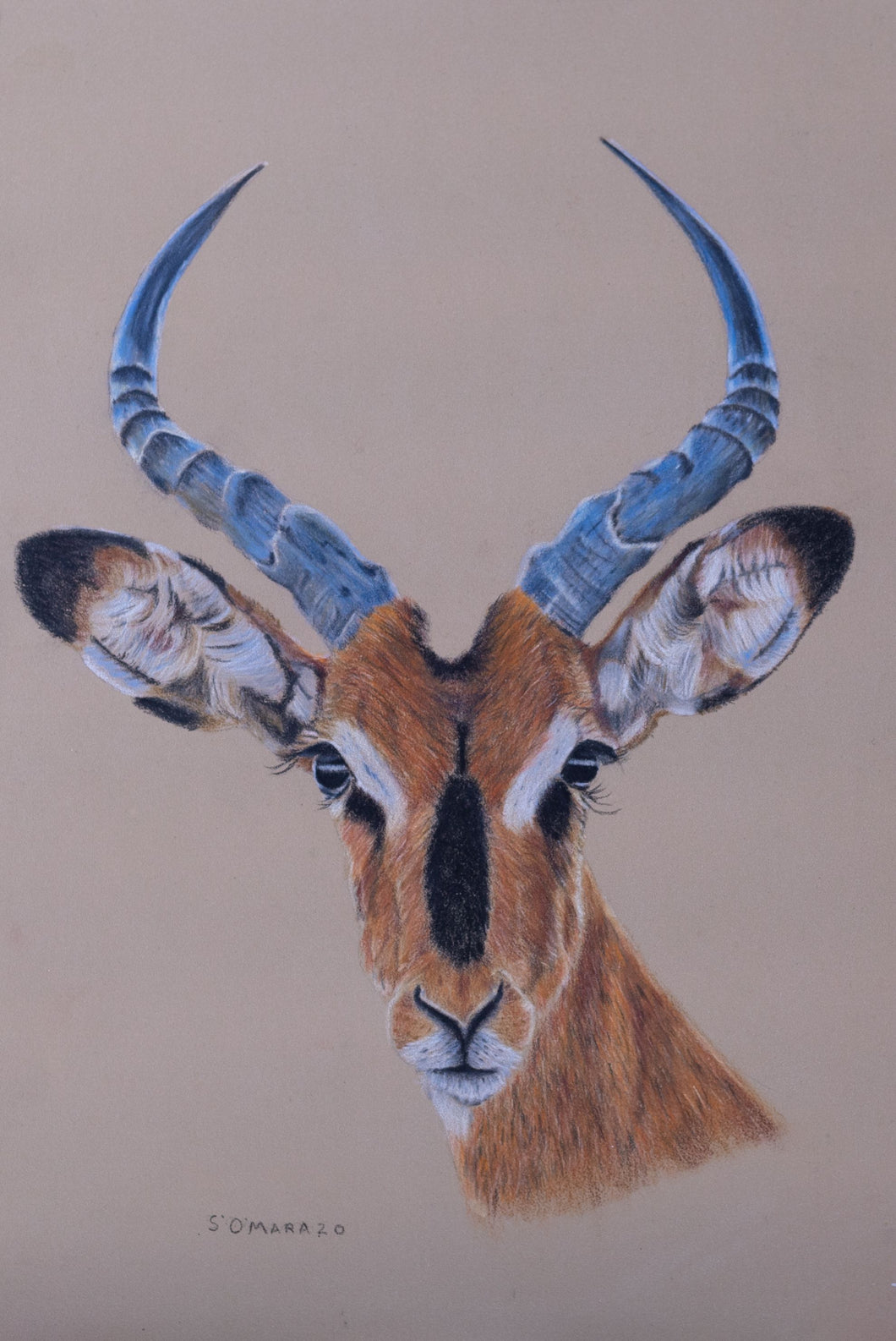 An original coloured pencil drawing of an Impassive Impala