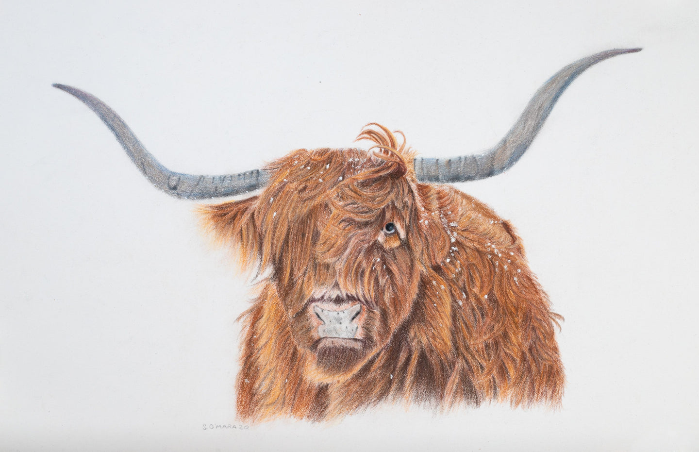 An original coloured pencil drawing of a Highland Cow