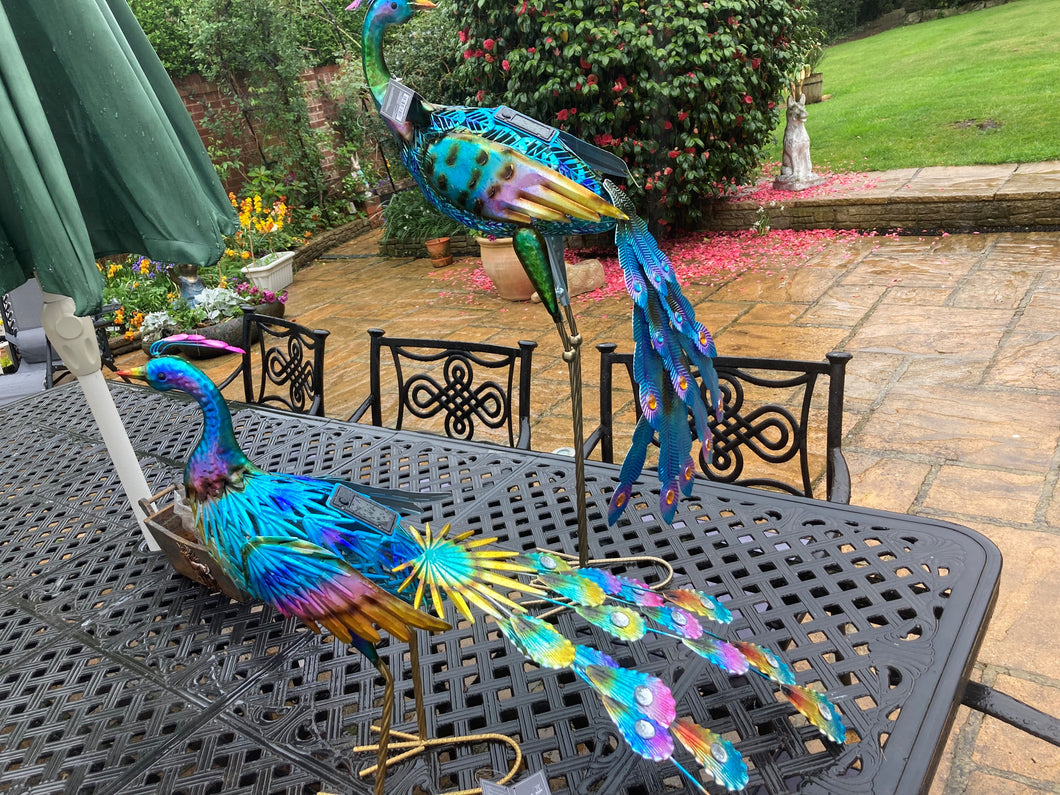 Peacocks Multigem