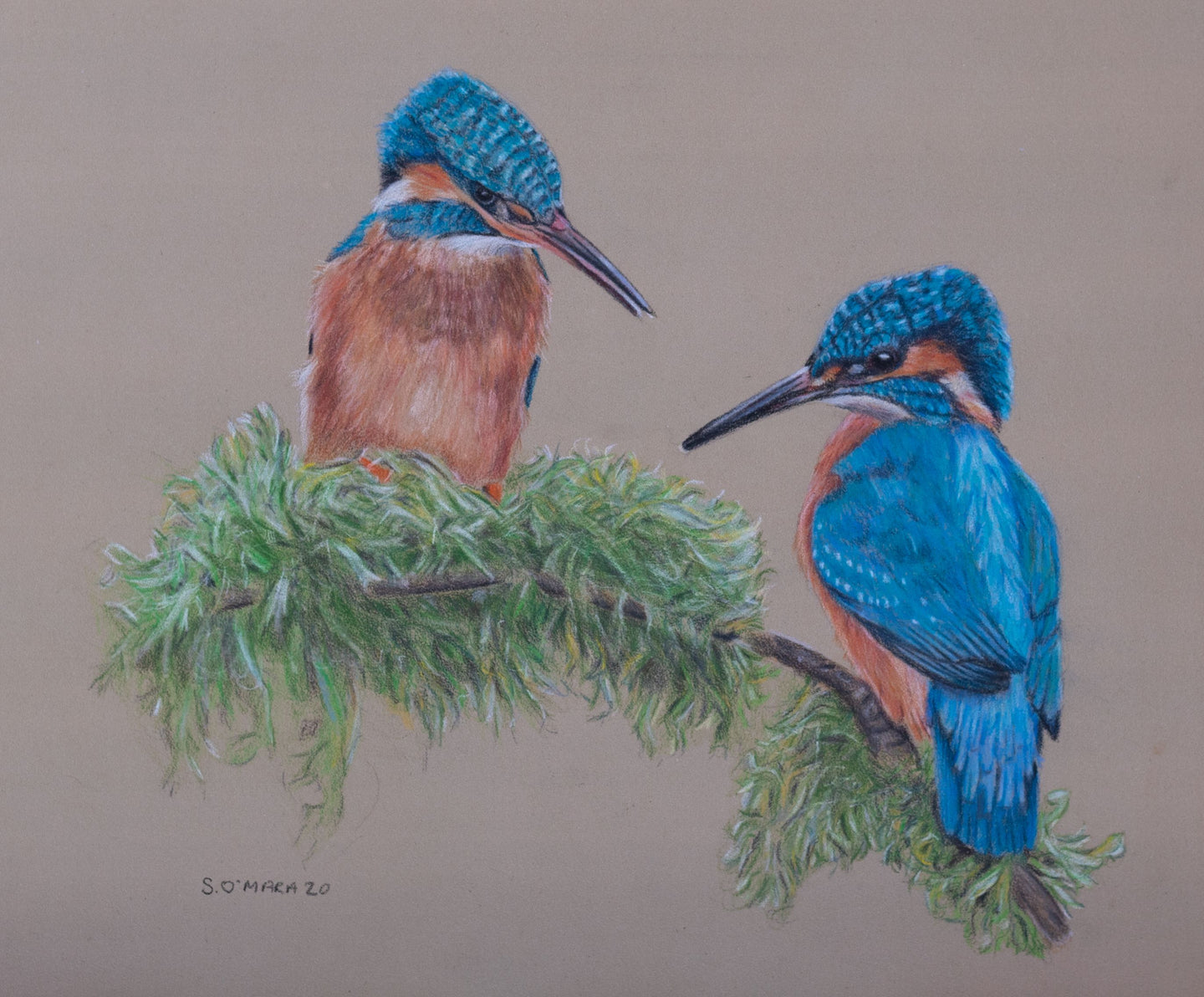 An original coloured pencil drawing of a Kingfisher Couple