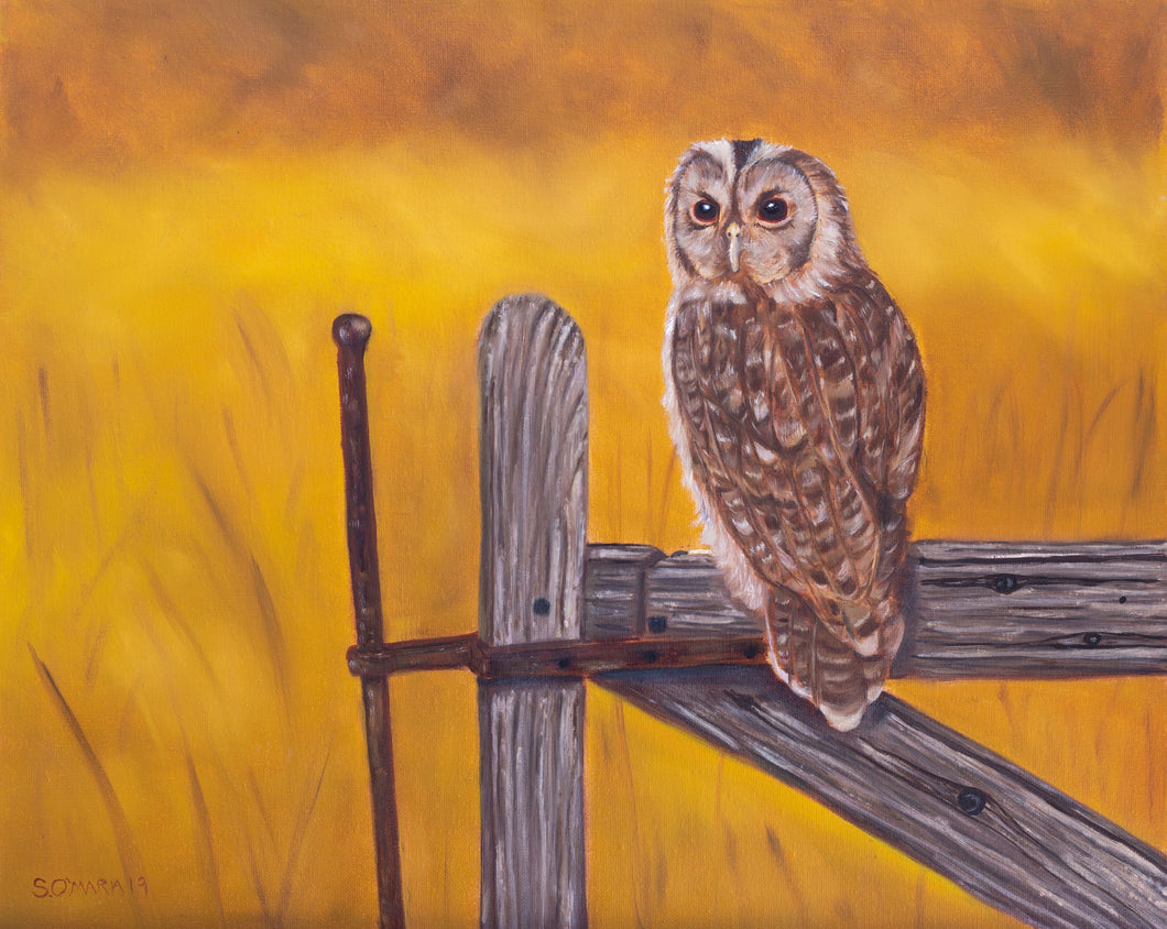Tawny Owl at Sunset an Original Oil Paining