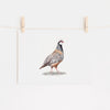 Partridge Art Print - Limited Edition Giclee - The Pondering Partridge