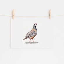 Load image into Gallery viewer, Partridge Art Print - Limited Edition Giclee - The Pondering Partridge
