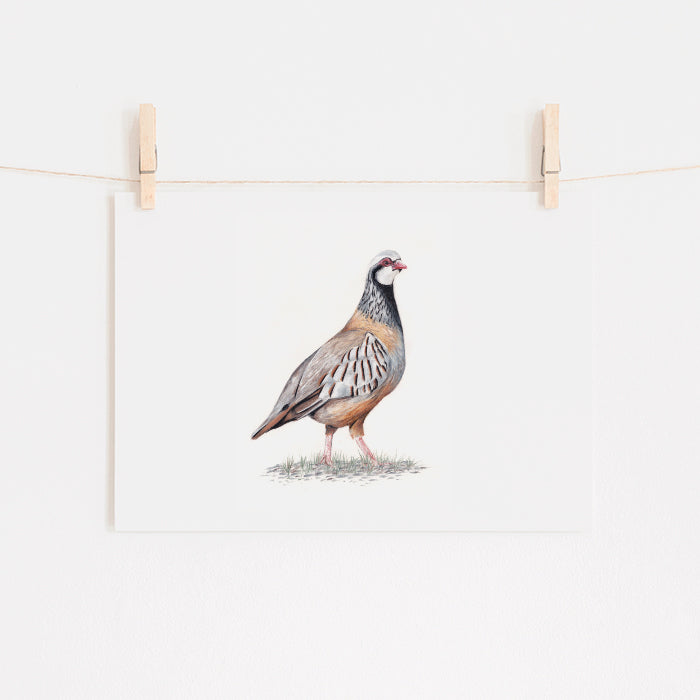 Partridge Art Print - Limited Edition Giclee - The Pondering Partridge