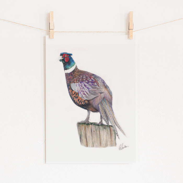 Pheasant Art Print - Standing Still by Emma Cawston