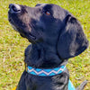 Blue Zig Zag Beaded Dog Collar