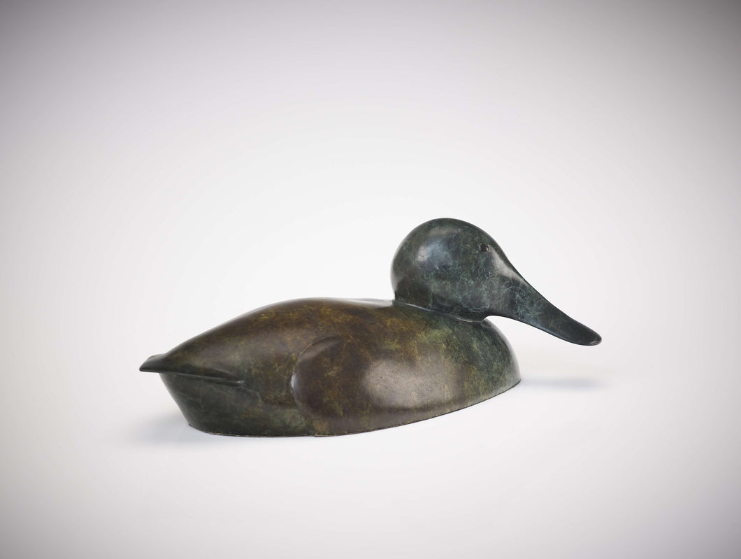 Shoveler Duck by Richard Smith